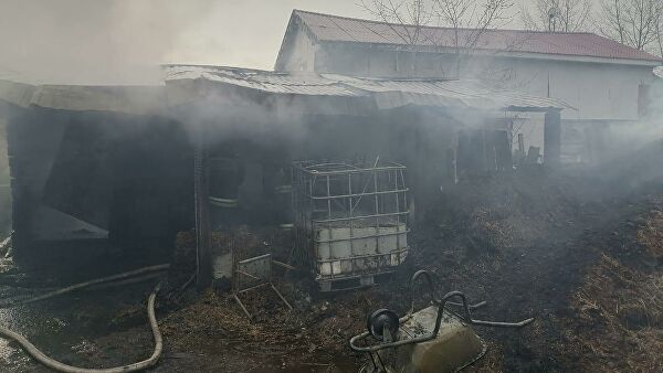 Последствия пожара в деревянной конюшне в Екатеринбурге