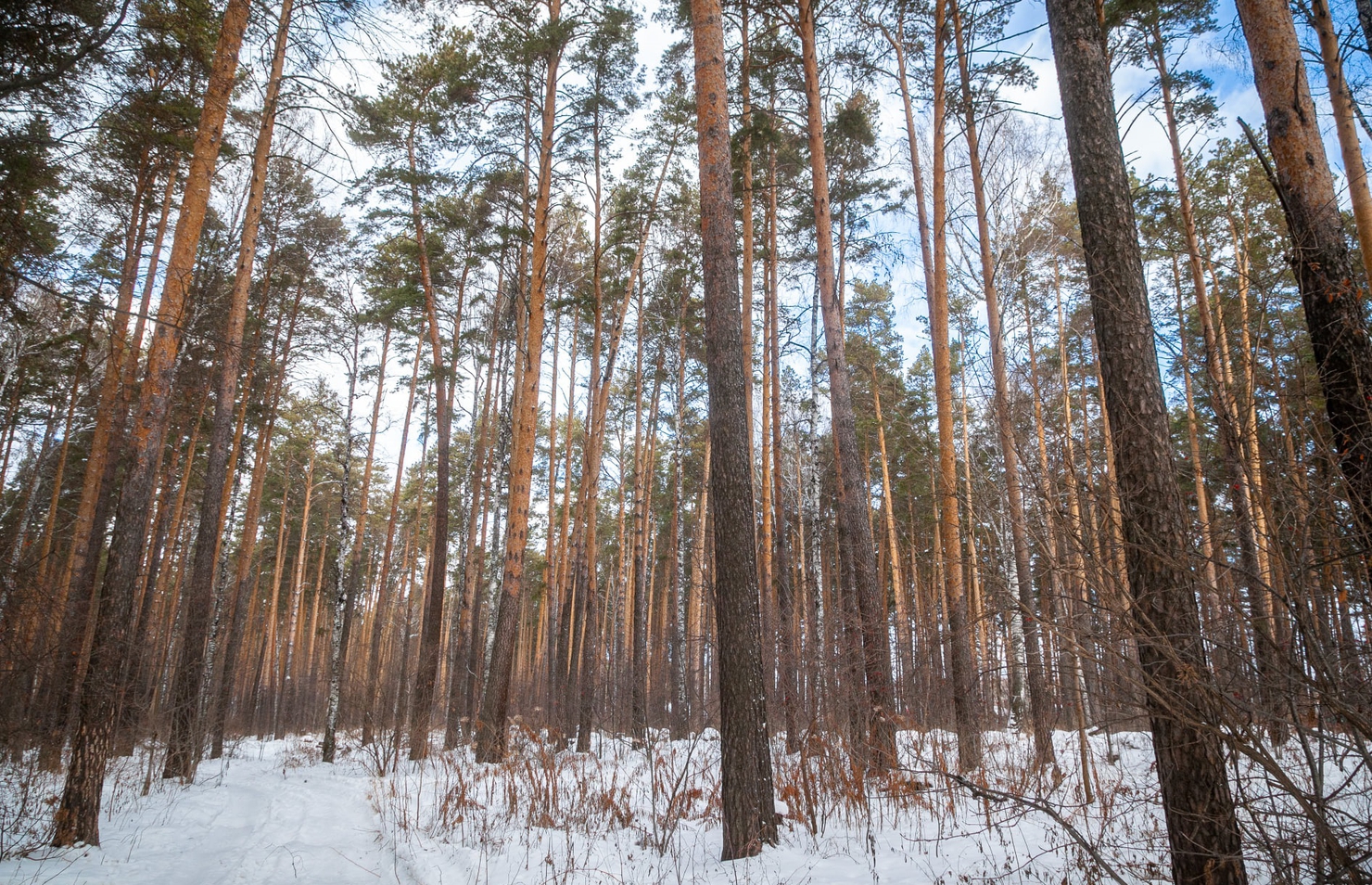 В Екатеринбурге лес на Широкой Речке застроят жильем