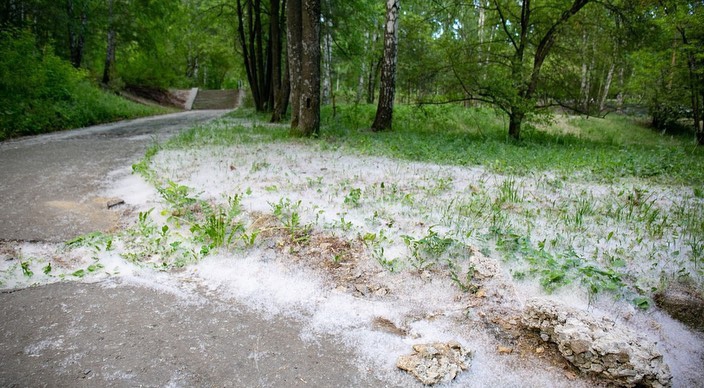 Свердловский губернатор решил истребить тополя во всех парках Екатеринбурга
