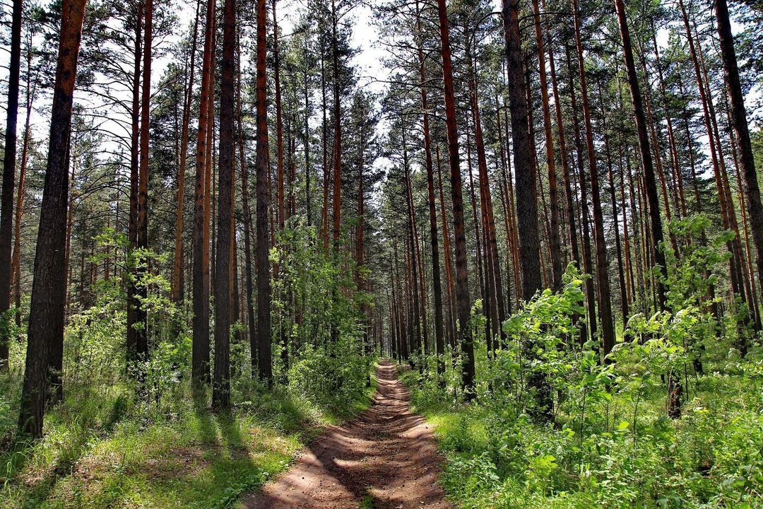 В Новосибирске выделили 57 гектаров под развитие декоративного питомника
