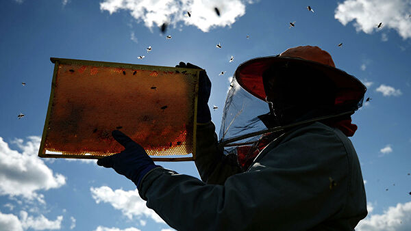 Соты в руках пчеловода на пасеке